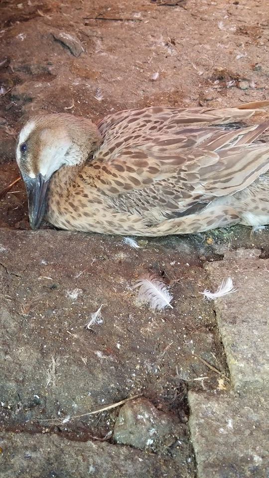 Penyakit pada bebek tidak menular